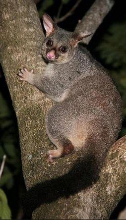 Changing habitats Brushtail possums live in trees so they are affected when people/ companies cut down trees and ruin plants because it forces possums (and other animals) to move because their