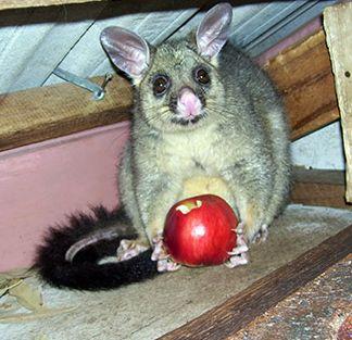 Ecosystem When brushtail possums are living in urban areas they might interact with humans and pets.