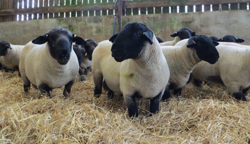Service Development Dorset & Lleyn New Genetic parameters Maternal Ability EBV All Breeds Welsh Mountain / Wiltshire Horn Index review Blue Texel First across flock evaluation Beulah genetic