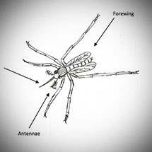 The mosquito, like all insects, has six legs, external articulating mouthparts, and three distinct body regions called tagma: the head, the thorax, and the abdomen (Figure 1).