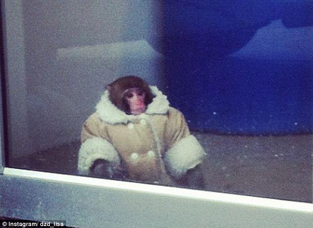 Warm and dry: The monkey that visited Ikea