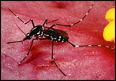 The Trouble With Tigers Aedes albopictus introduced into Maryland in 1987 Closely associated with human habitation develops only in bamboo shoots, treeholes & containers Capable vector of several