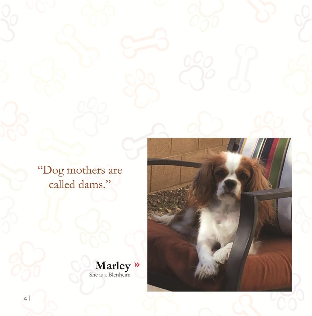 Dog mothers are called dams. My dam is Marley. She is a Blenheim. That means that her coat is mainly red and white.