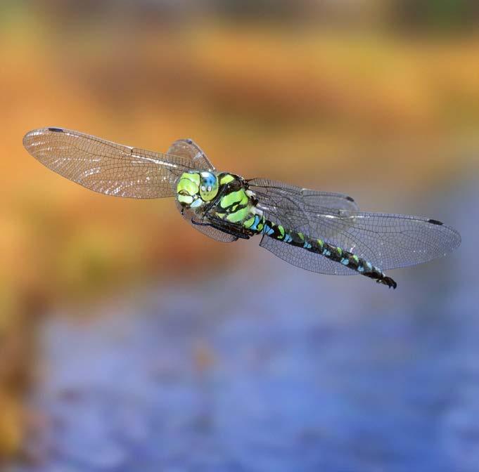 .. 15 Glossary... 16 Amazing Dragonflies Bzzt! You re walking by a pond when something zooms past your head.