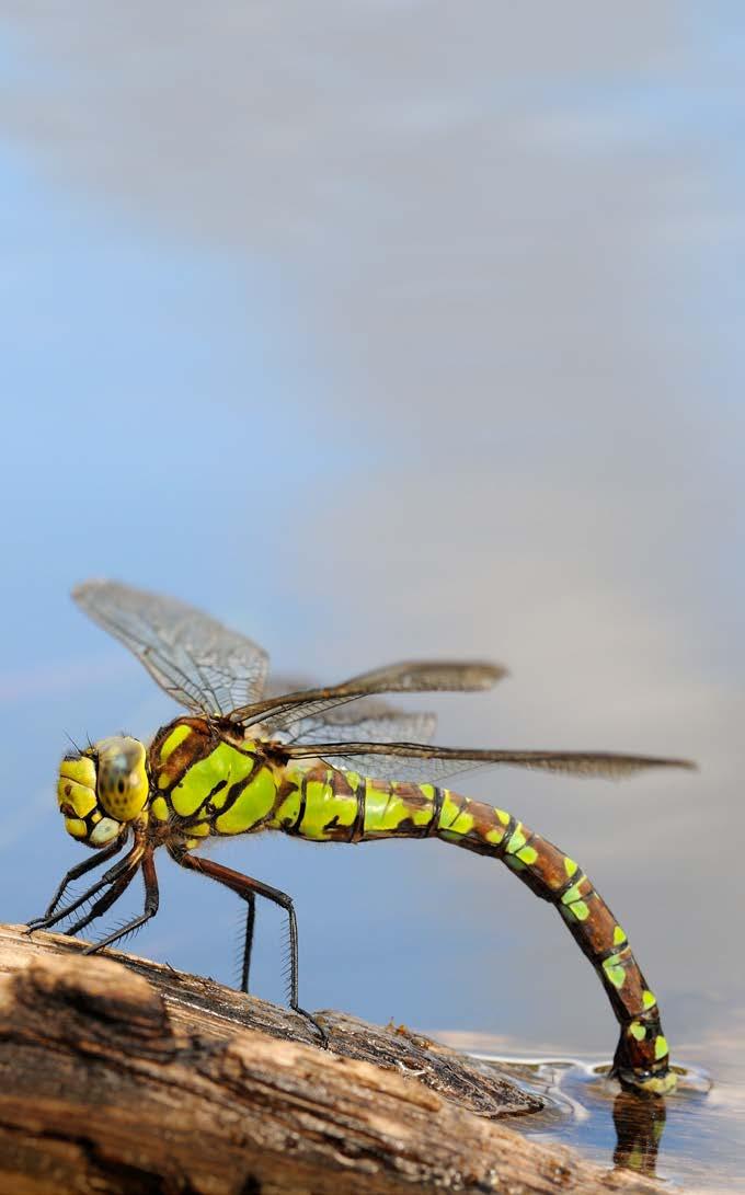 Some even change color over time. What Makes an Insect a Dragonfly?