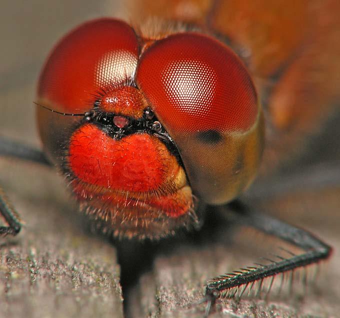 Super Sight Adult dragonflies have the largest eyes of any kind of insect. Each eye is made up of about thirty thousand tiny pieces.