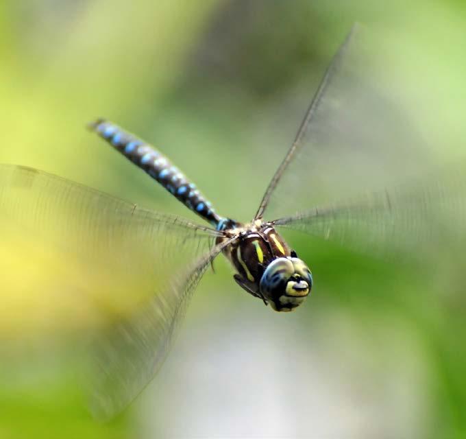 Dragonfly wings move so fast that they are hard to see. Amazing Flight Close up, dragonfly eyes look as if they are made of window screens.