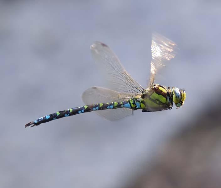 Unlike most flying insects, dragonflies control each wing on its own. This skill lets them swoop and dive like fighter jets.