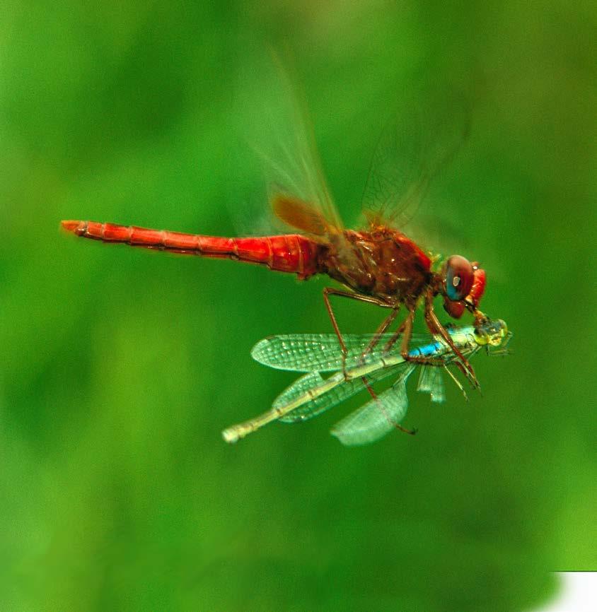Do You Know? Scientists study dragonfly flight to learn how to make better airplanes and helicopters. Adult dragonflies are high-speed flying hunters.