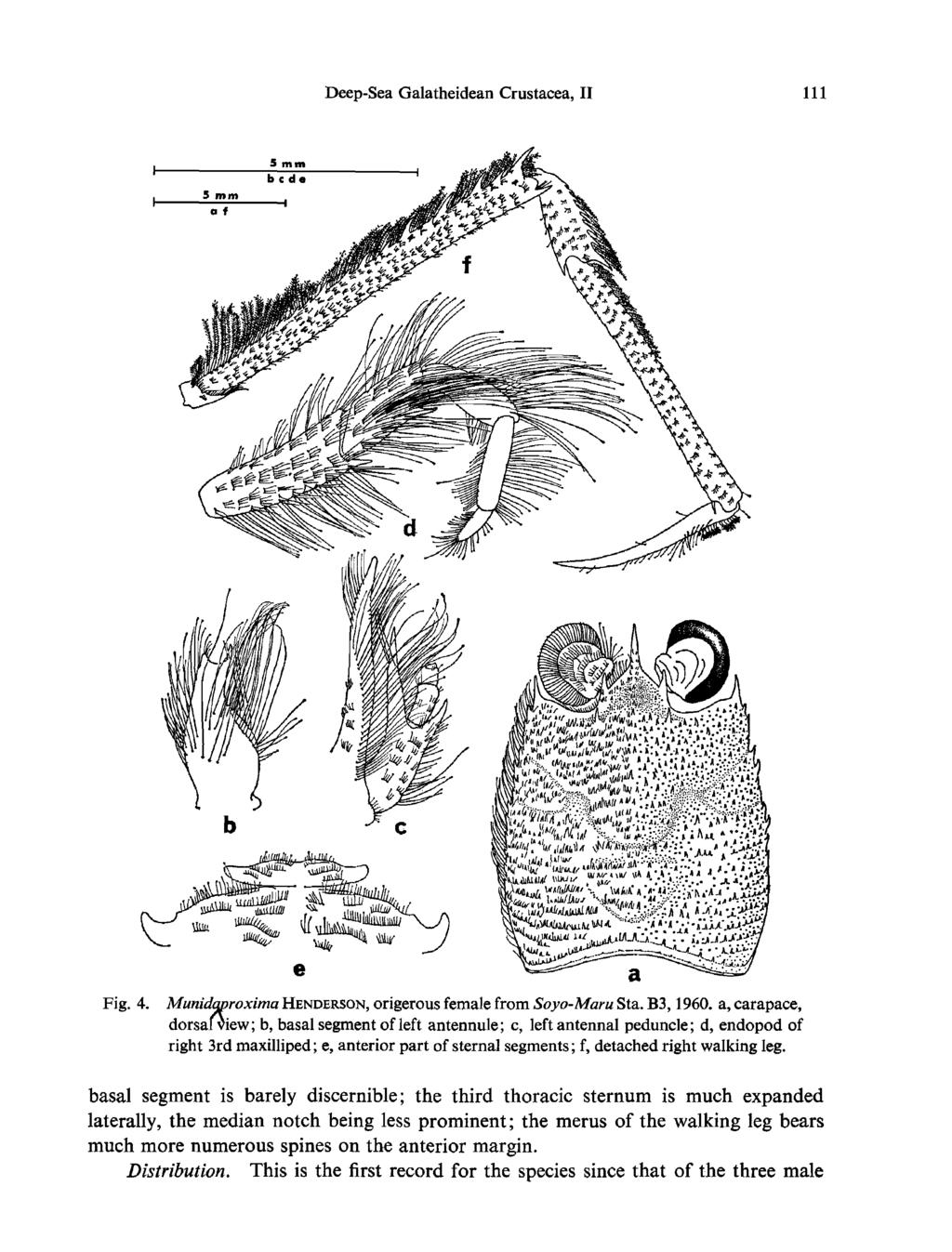 Deep-Sea Galatheidean Crustacea, II 111 Fig. 4. Munidqproxima HENDERSON, origerous female from Soyo-Maru Sta. B3,1960.