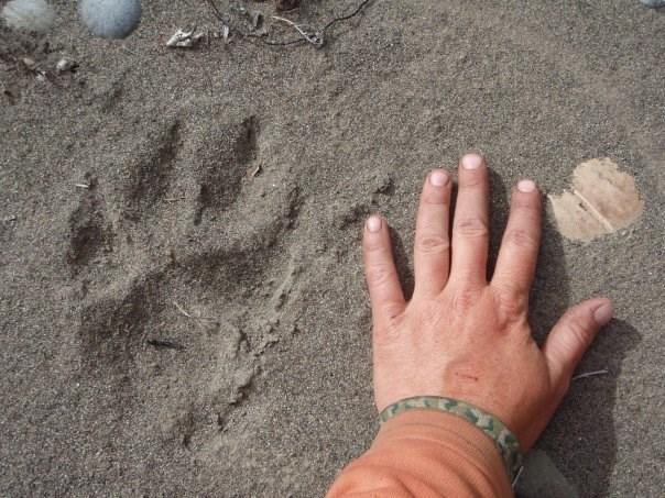 Background Often most of the activity of the animal world happens hidden from our view. Animal tracks provide a way to find out more about the secretive lives of animals.