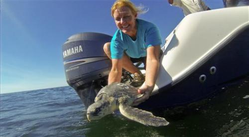 Cold-stunned turtles rehabilitated in New Orleans, released 30 January 2015, bygerald Herbert Nearly two dozen turtles that were stranded by cold weather last year in Massachusetts have successfully