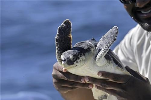 young Kemp's ridley sea turtles were stranded in November and December in New England.