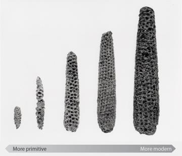 Over time corn cobs became larger, with more rows of kernels, eventually
