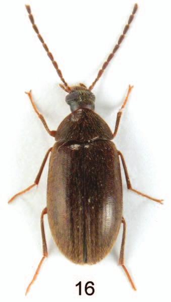Figs 16-20: Isomira sichuanica sp. nov.