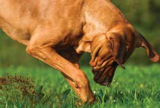 is too warm for their comfort level. Why Do Dogs Lick? Dogs will lick themselves either to clean or to nurse an injury such as broken skin.