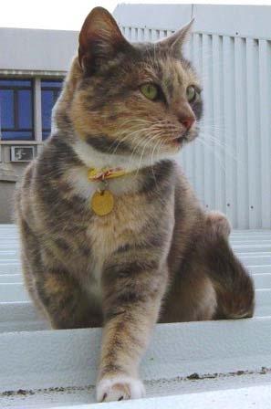 LOST AND FOUND: STERILISED FEMALE CAT FOUND CLOSE TO STRAND TOWN HALL This beautiful young tortoiseshell cat has been living on the roofs of buildings close to the Strand Town Hall for
