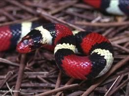 Snakes 6 venomous species Copperhead,