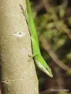 Lizards Extremely diverse and