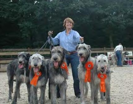I qualified to judge Irish Wolfhounds many years ago and it has been a joy to see and judge them in different countries around the world.