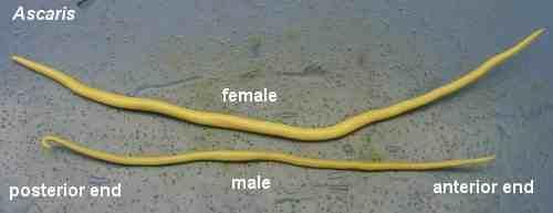 Types of helminthes:- 1. Nematodes (Roundworms): Intestinal e.g.