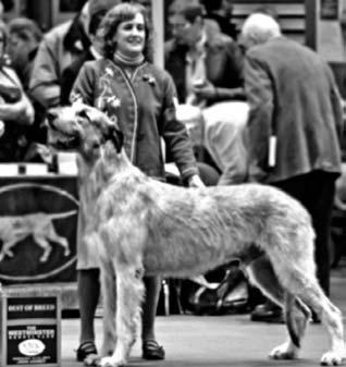 SWEEPSTAKES JUDGE Donna Smith Taliesin Irish Wolfhounds Coopersburg, PA USA I am an Irish Wolfhound addict.