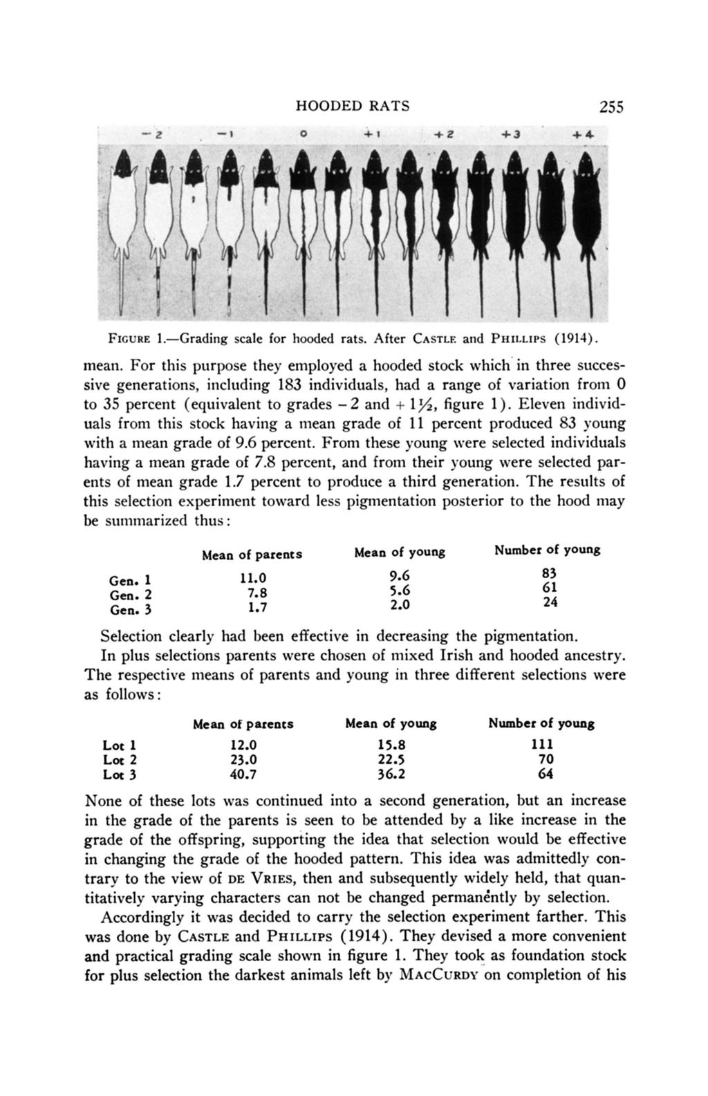 HOODED RATS 255 FIGURE 1.-Grading scale for hooded rats. After CASTLE and PHILLIPS (1911). mean.