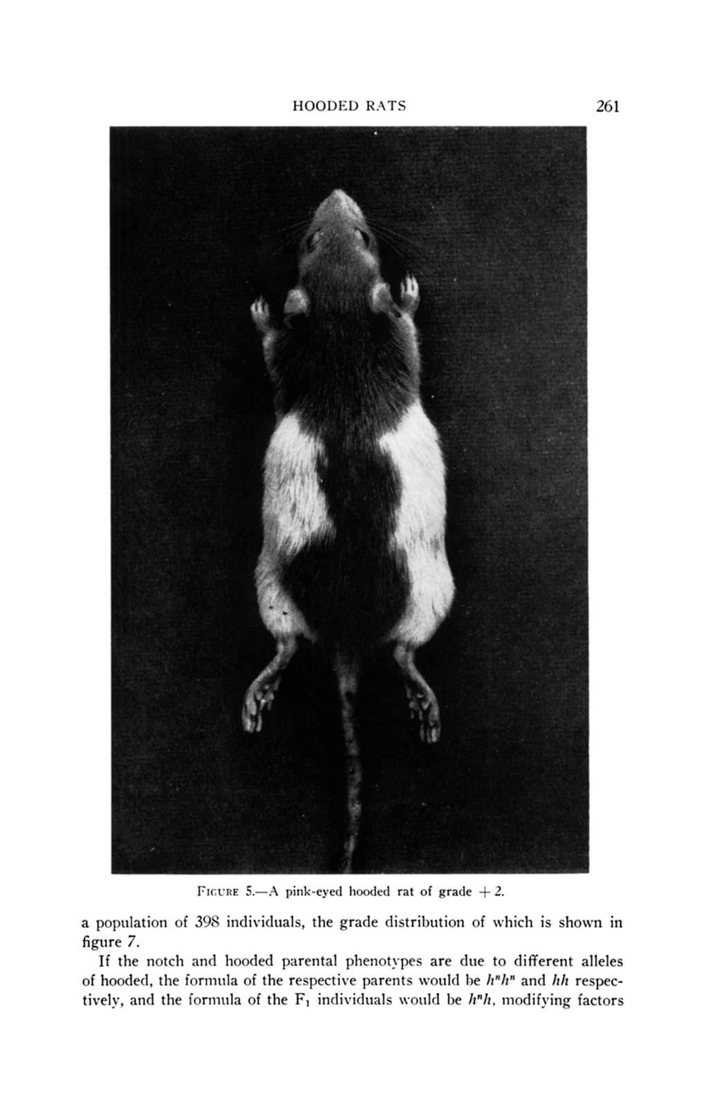 HOODED RATS 26 1 I~rcirrt~ 5.-A pink-eyed liootlecl rat of grade +- 2. a population of 395 individuals, the grade distribution of which is shown in figure 7.
