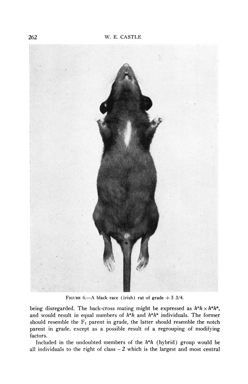 262 W. E. CASTLE FIGURE 6.-A black race (Irish) rat of grade + 5 3/4. being disregarded.