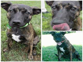 Name: ROXY Animal ID: A205249 Breed: STAFFORDSHIRE MIX Age: 6M Weight: 31 2 Roxy (A205249) was adopted from ICAS and returned, at no fault of hers, a week later.