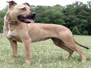 Name: MELEA Animal ID: A205696 Breed: LABRADOR RETR MIX Age: 1Y Weight: 65 5 Malea was brought to the shelter as a stray. She was never claimed by an owner even though she was wearing a collar.