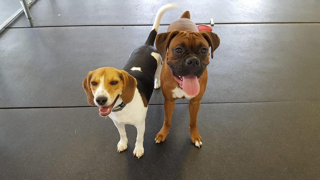 Max loves playing and running and is really liking making new friends at daycare at the bark park. Max is really looking forward to this summer and all the fun events planned at the Bark Park.