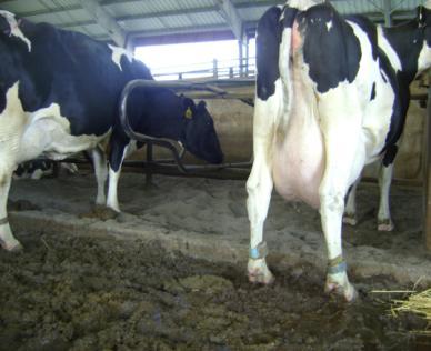 -21 d Close-Up Cows/Heifers Calving Stillbirth/RFM Metritis