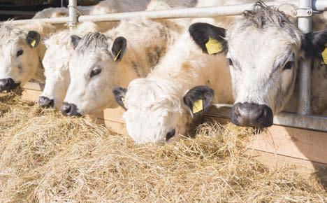 share the same air space or have access to drainage or manure from the isolation facility. Check the cattle in the isolation facility daily for any signs of illness.