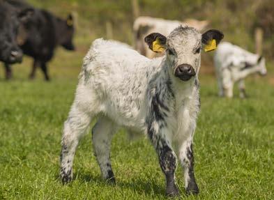 Because acute BVD infection causes suppression of the immune system, these animals are more likely to catch other diseases such as gut infections or pneumonia.