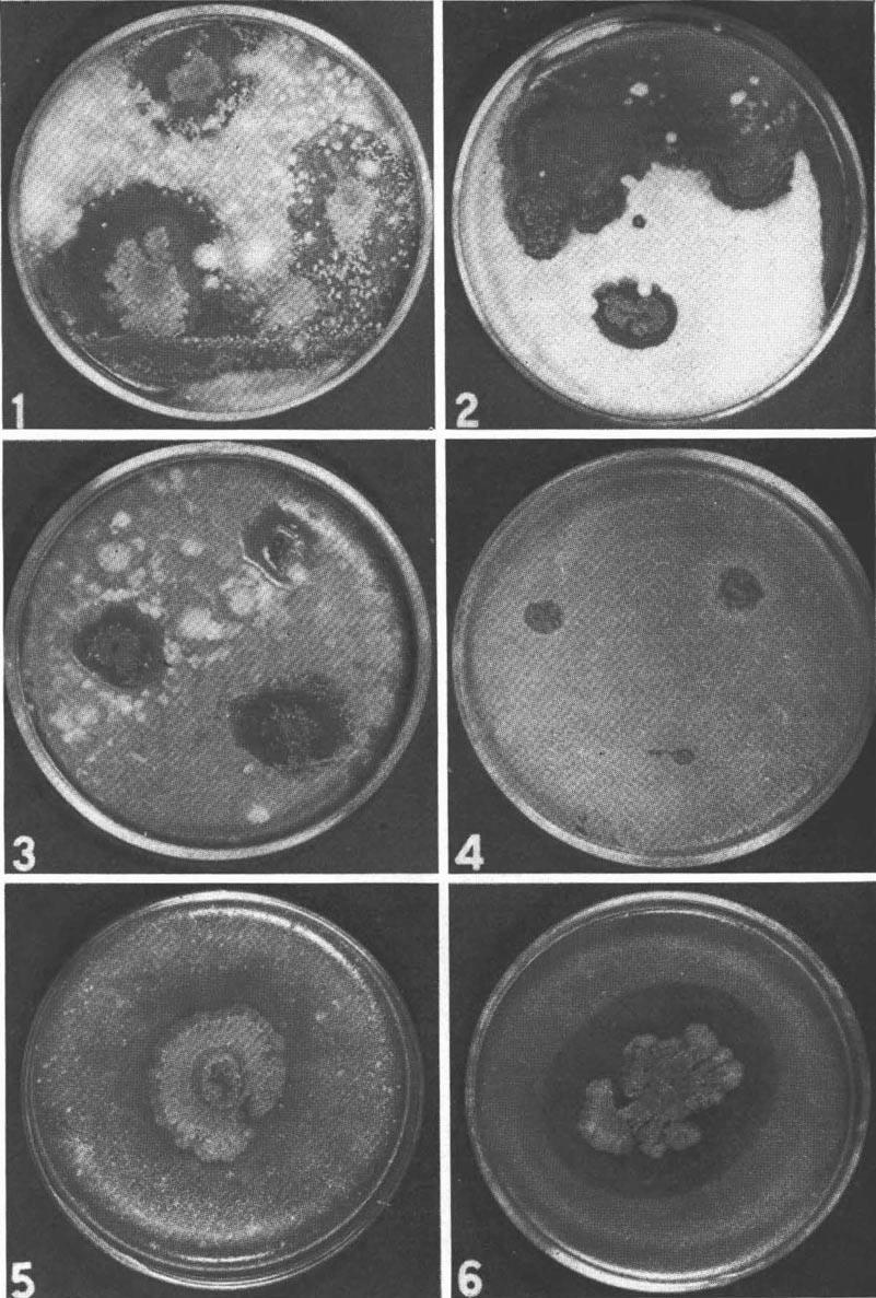 suhtilis aod photographed 9 days after inoculation. All grown on Sabouraud's (Difco) glucose agar. I. Microsporum canis; 2. Trichophton mentagrophytes; 3.