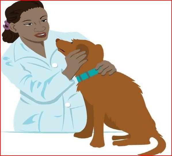 2 PARVO VIRUS We have all heard about Parvo Virus and it is something hopefully none of us will ever see in our pets, but not many know the signs and symptoms of it, or what causes it. WHAT IS IT?