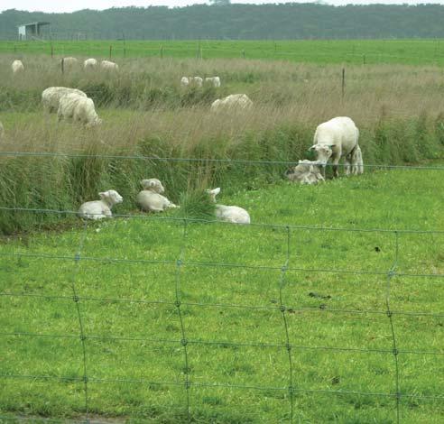Hamilton Proof Site The use of perennial grass hedge rows on the EverGraze Proof Site at DPI Hamilton has reduced twin lamb mortality by close to 40% in both Merino and Coopworth ewes in 2009.