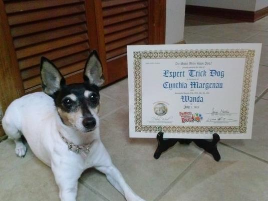 Crisandra Petite Crossing Jordan Jordy, Maltese, is owned, trained, and loved by Martha Tiller. He earned his Expert Trick Dog title in the ODTC Pet Tricks Class in July 2015.
