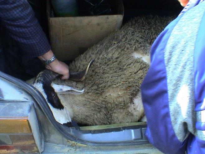 Transport sheep in a car boot, sealed container or anything that restricts airflow Tie the legs of the sheep in order to restrain it (Department of Environment and