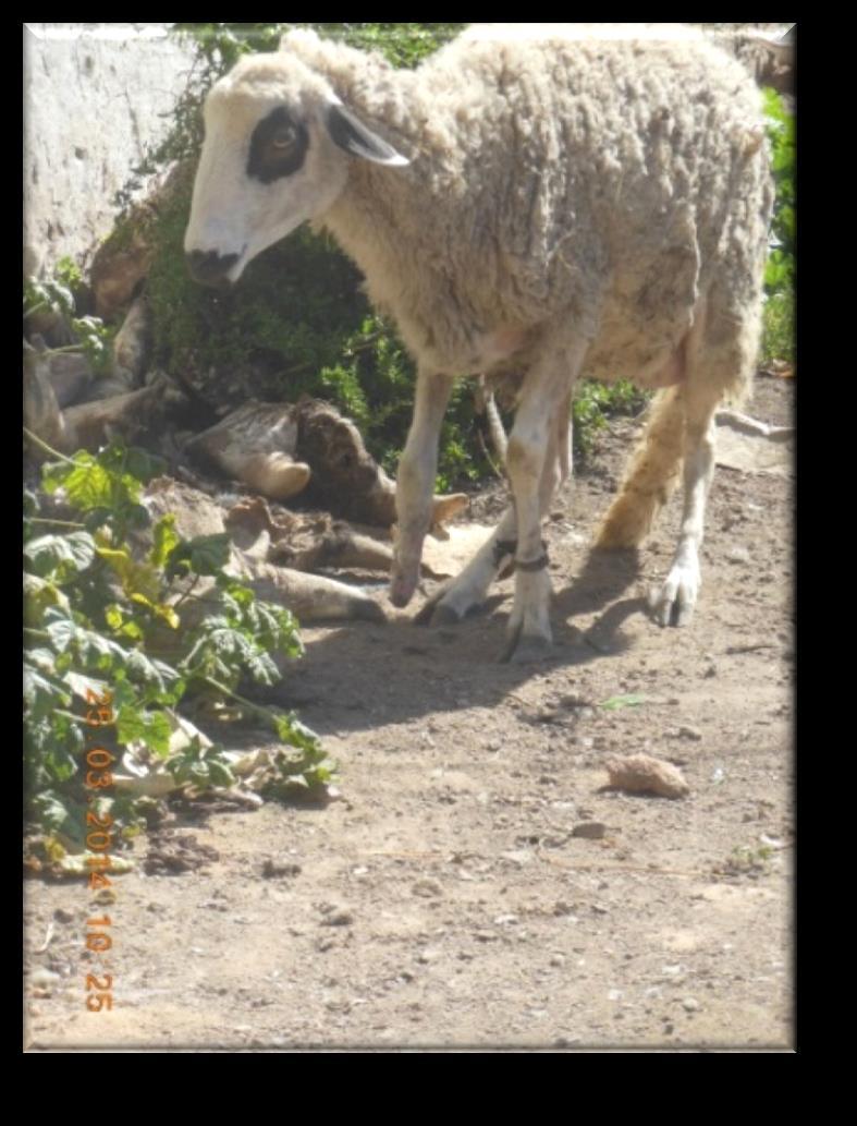 Picture 8: Severely Injured Sheep Angelique (the right claw is cut off), Bouskoura Souk, 25.03.