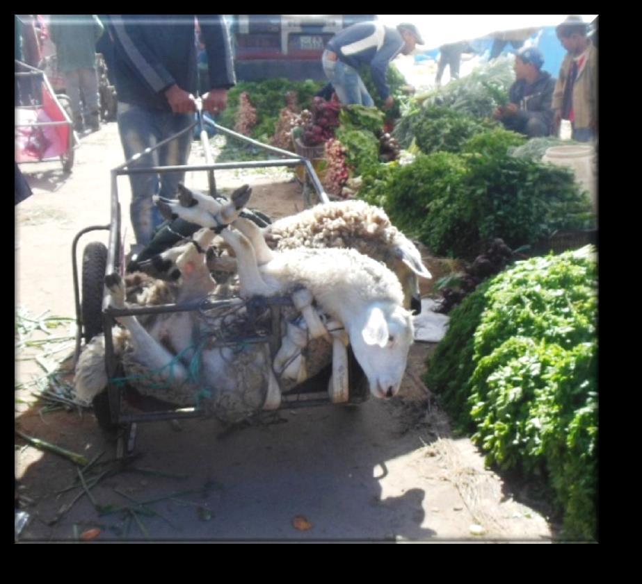 Picture 11: Sheep transported in a Handcart with their Legs Shackled Bouskoura Souk, 25.03.2014 Tethering sheep and goats is unacceptable. Conscious animals must not be shackled!