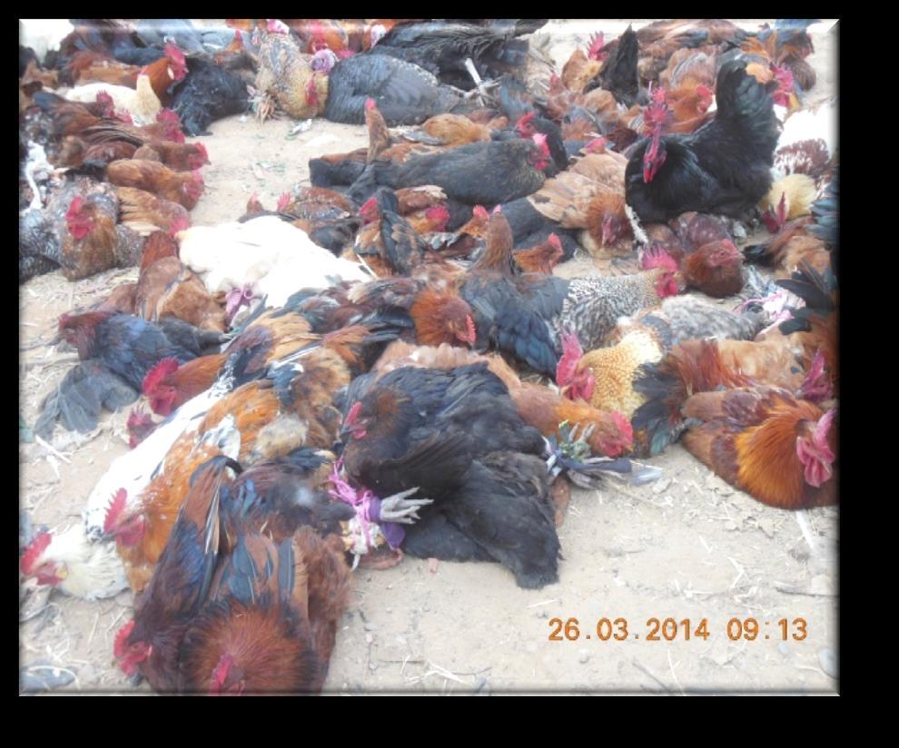 Picture no. 12: Poultry exposed for Selling with their Legs Shackled Tiflet Souk, 26.03.2014 DO NOT: carry poultry by their head, neck, wings or tail. keep or transport birds in bags.