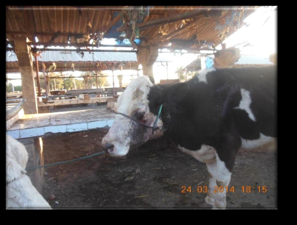 Picture 16: Injured Cow Nadia waiting for more than 10 Hours tied in front of the Slaughter Facilities, Bouskoura Souk, 24.03.