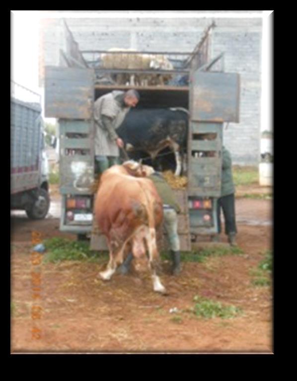 1. Transport Picture no. 1: Loading of a Bull at Mers El Kheir Souk, 29.03.