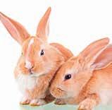 It s Rabbit Awareness Week: 17th - 25th June 2017 Now in its tenth year, Rabbit Awareness Week once again brings the opportunity to focus on improving rabbit welfare.