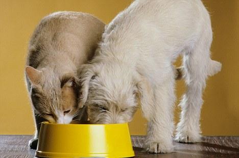 Click here to print Is the pet food you are serving up killing your four-legged friend?