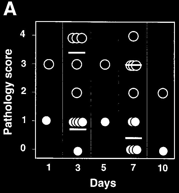 1496 HARVILL ET AL. INFECT. IMMUN. FIG. 5. Mouse lung pathology induced by wt and cyaa B. bronchiseptica. BALB/c mice were inoculated in parallel with those for Fig. 3.