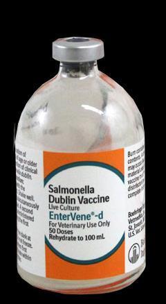 Salmonella Dublin - Vaccine A component of control on some farms. Occasional severe anaphylactic reactions (may test first on bull calves).