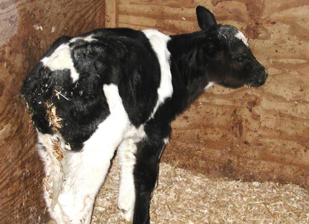 Salmonella Dublin Control- Key Points - Calves Calves : Very rapid removal of newborns.